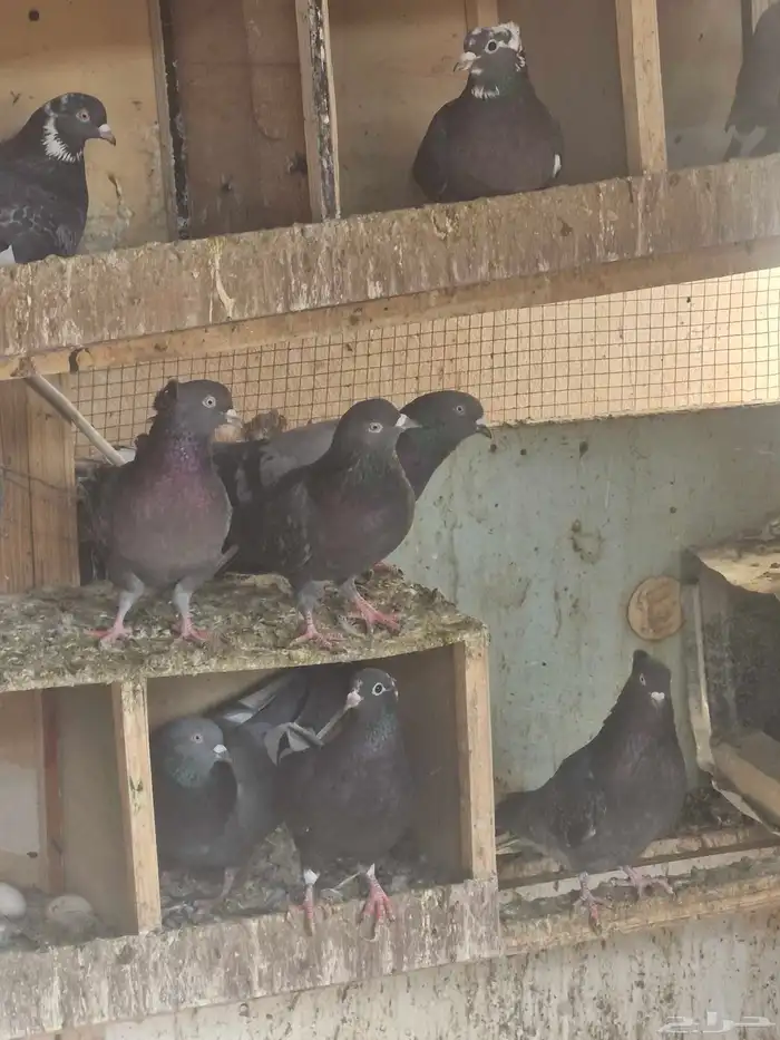 حمام قطيفي عشرين الجوز 3