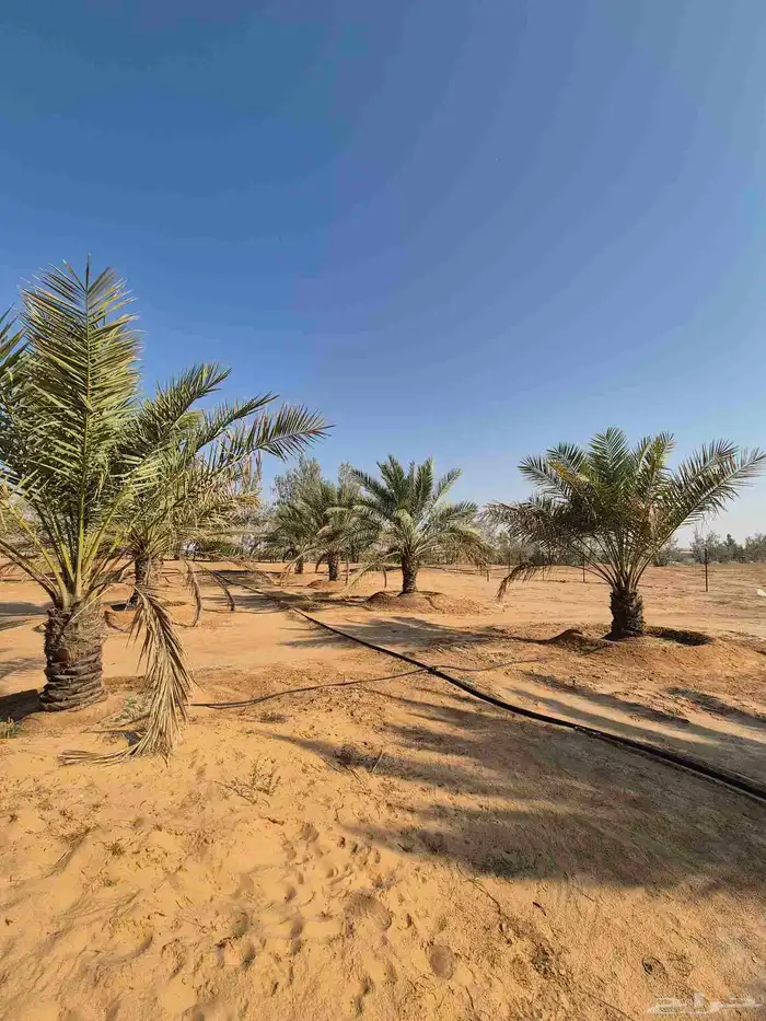 نخل للبيع 1