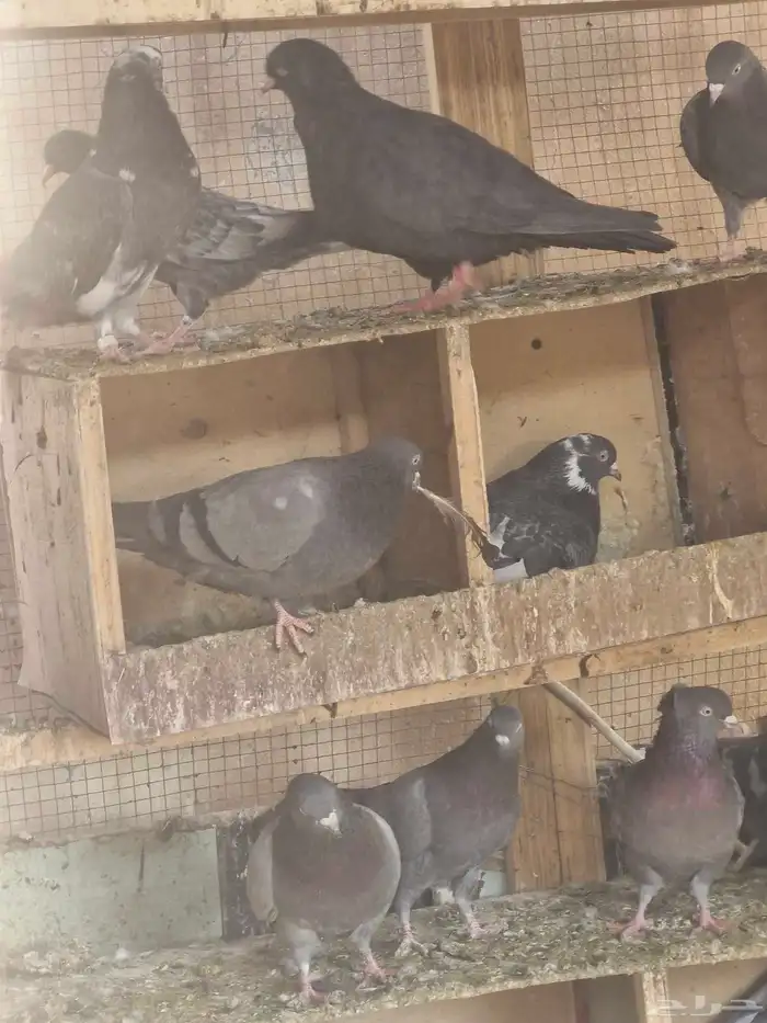 حمام قطيفي عشرين الجوز 4