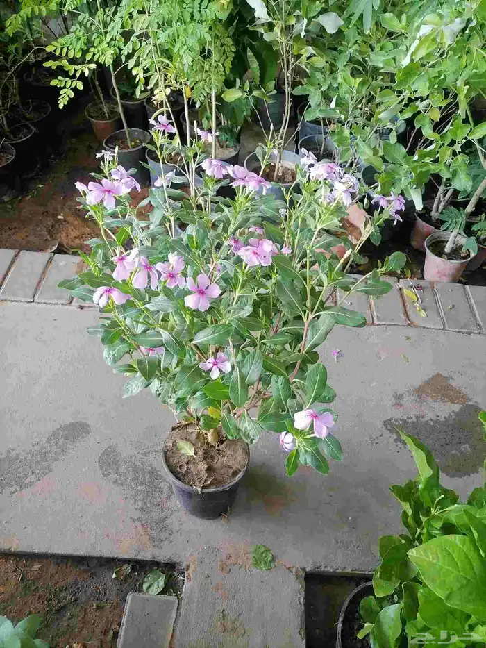 زرع طبيعي وثيل طبيعي وتيل طبيعي وشبكات الري ومشتل زراعية 7