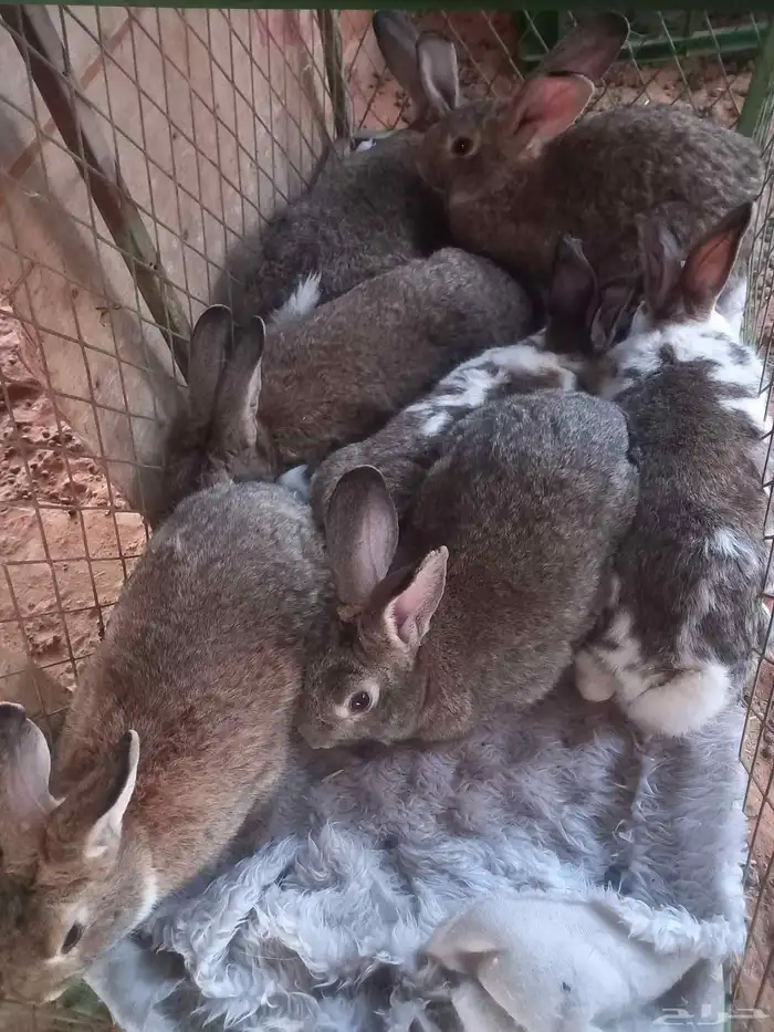 ارانب ذكور شحم فل شعير وبرسيم 0