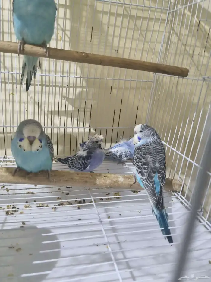 فروخ هوقو وانجليزي 2