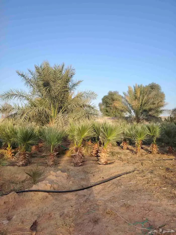 نخل امريكي 1