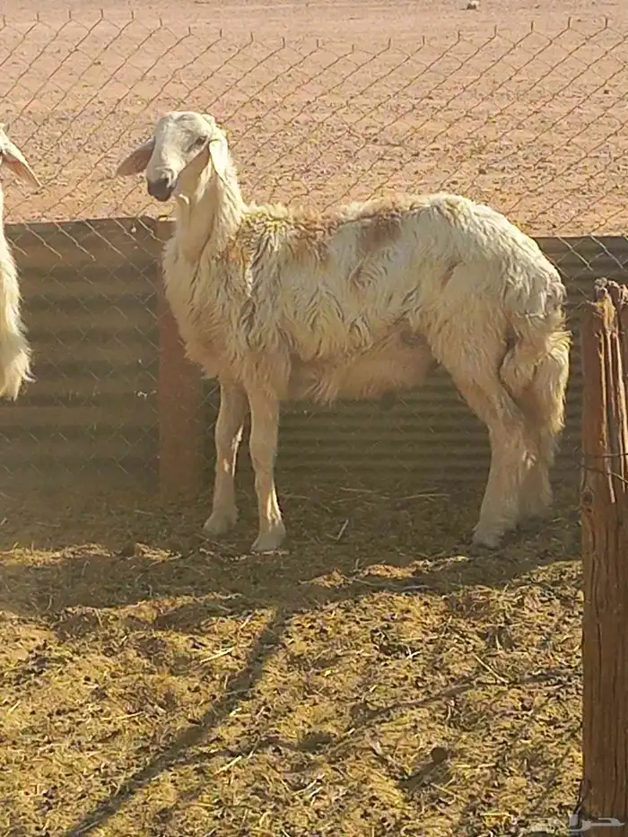 طلي سمين 6 شهور 0