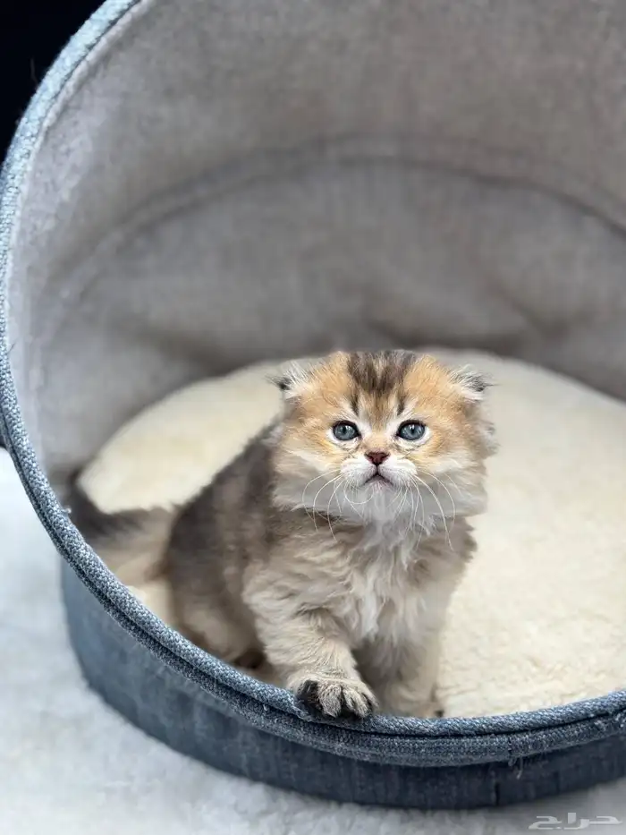 ماشاء الله تبارك الرحمن قط ذكر شكوتش فولد العمر شهرين 0