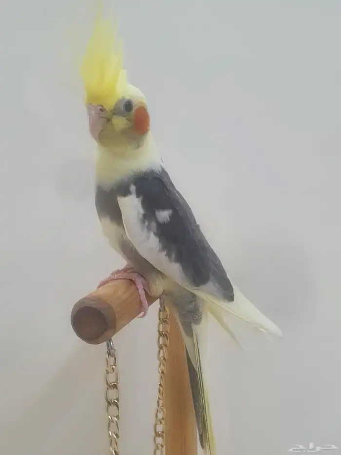 فرخ كروان اليف 0