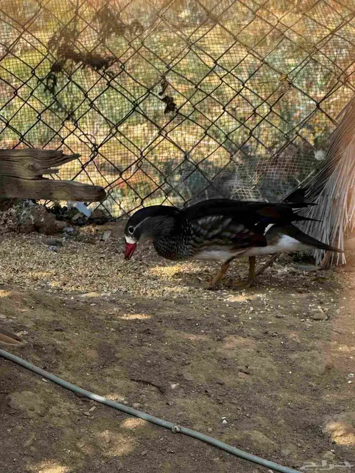 بط مندرين منتج للبيع 1