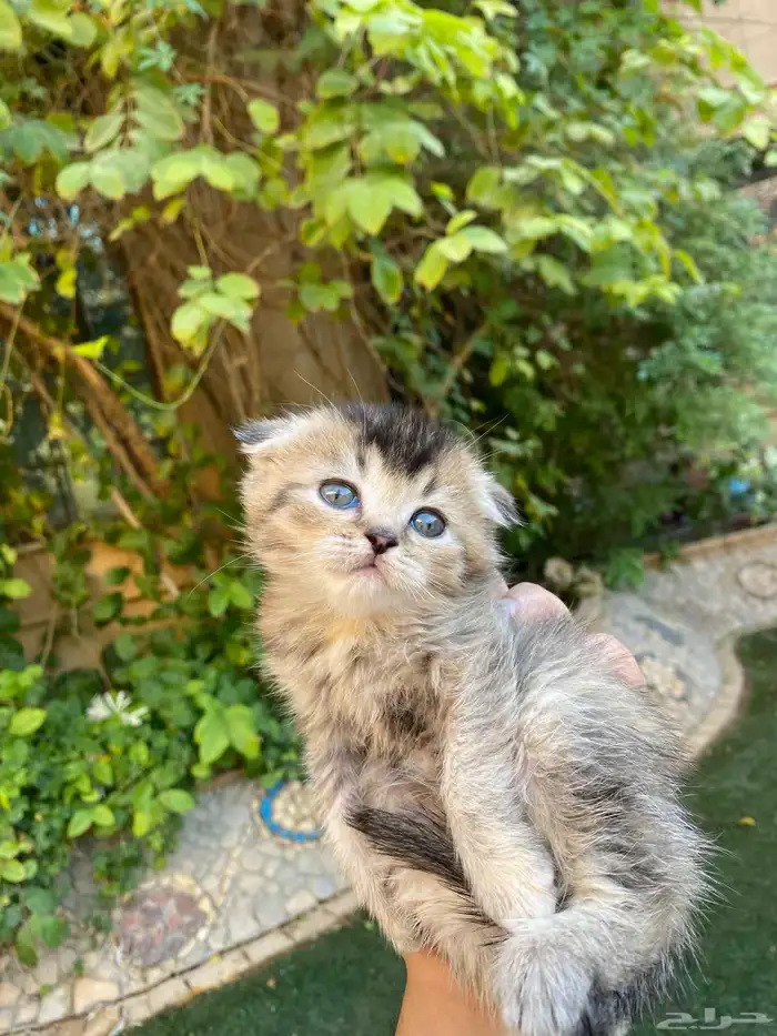 كيتن سكوتش فولد مطعمين مدربين للبيع ولايوجد تبني 11