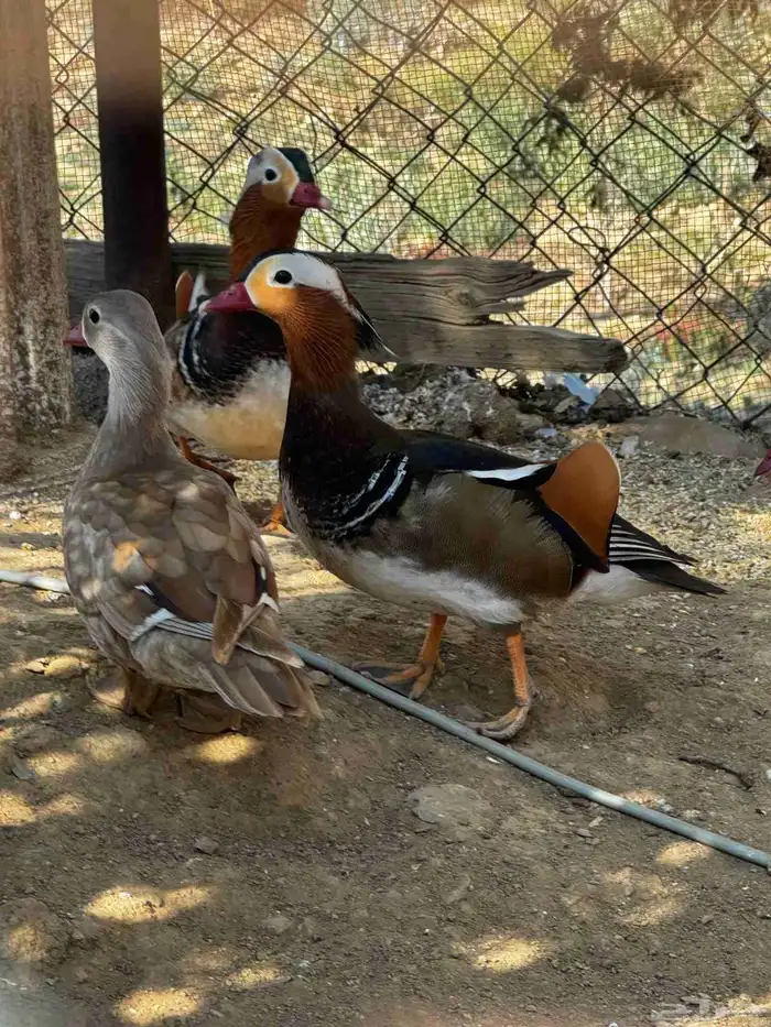 بط مندرين منتج للبيع 0