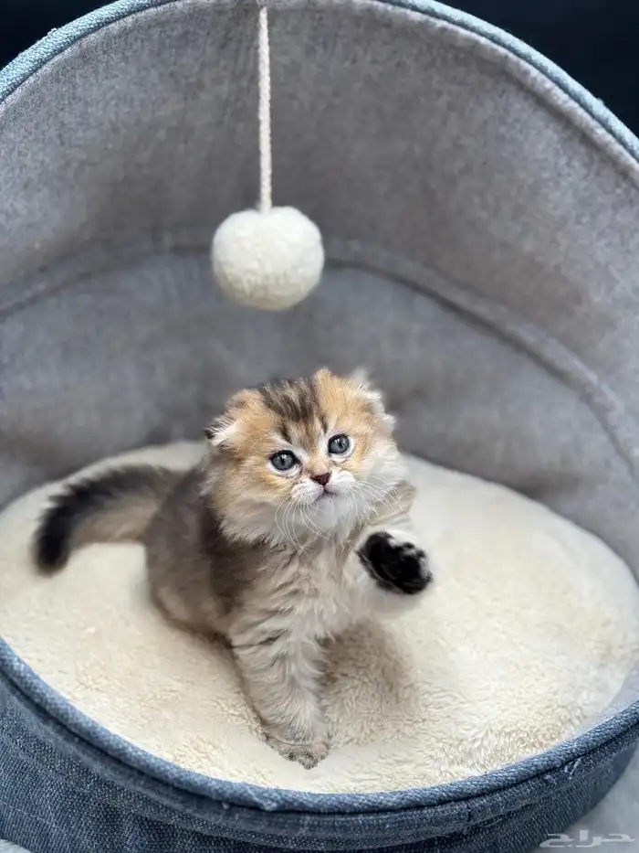 قط شكوتش فولد العمر بالصحة جيدة شهرين ماشاء الله 2