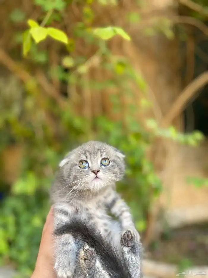 كيتن سكوتش فولد مطعمين مدربين للبيع ولايوجد تبني 10