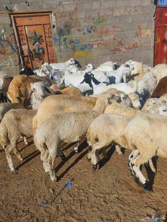 رخال وخرفان شي كفو 2