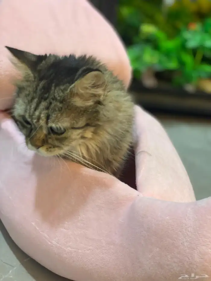 قط تبني مع جمييع أغراضها ب 300 شامل الشاور وكشفية دكتوره 2