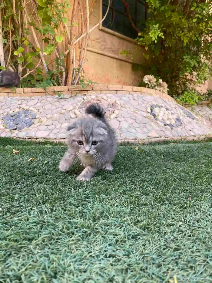 كيتن سكوتش فولد مطعمين مدربين للبيع ولايوجد تبني 25