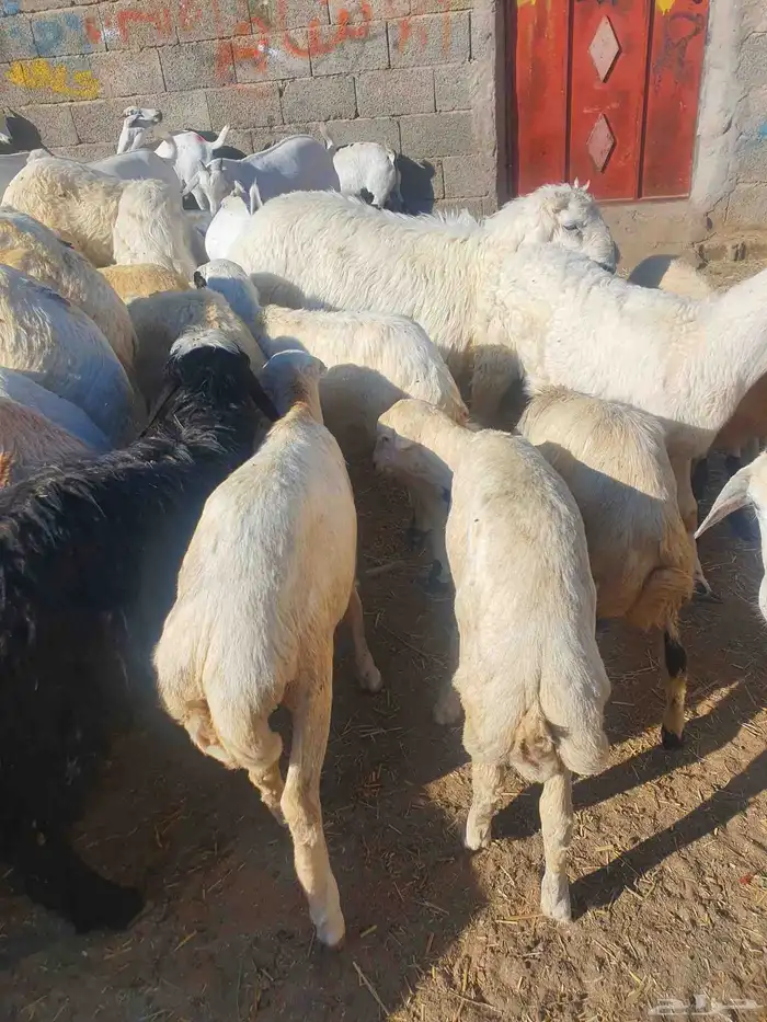 رخال وخرفان شي كفو 1