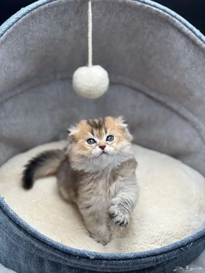 ماشاء الله تبارك الرحمن قط ذكر شكوتش فولد العمر شهرين 1