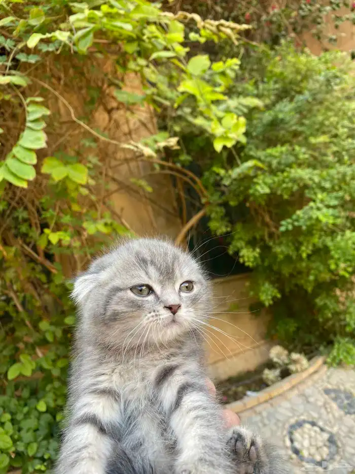 كيتن سكوتش فولد مطعمين مدربين للبيع ولايوجد تبني 26