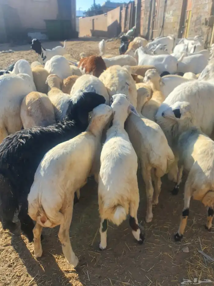 رخال وخرفان شي كفو 0