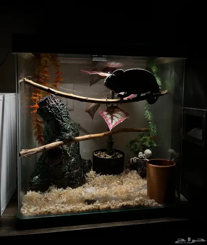 حرباء محجبة 2