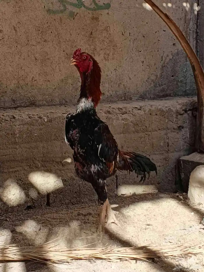 ديك شامو ياباني 0