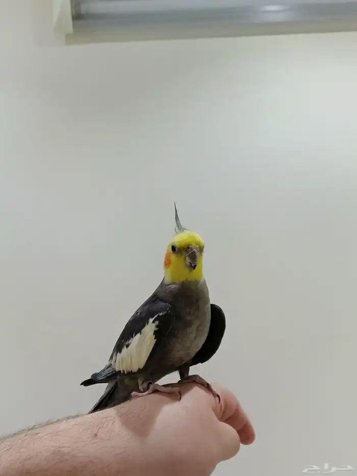 زوج كروان أليف وتغني 8