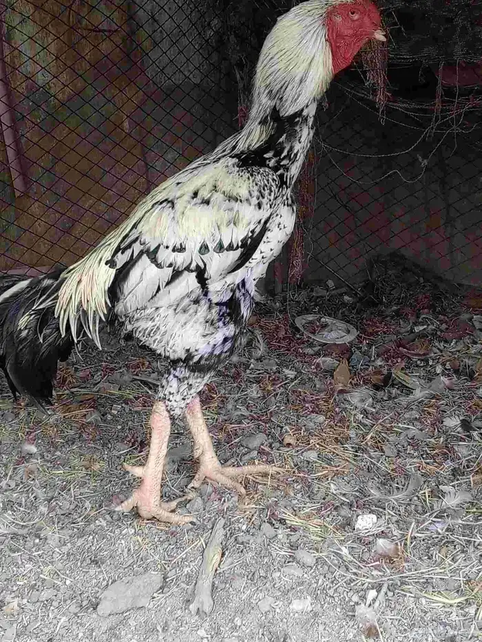 زوج دجاج فارسي 0