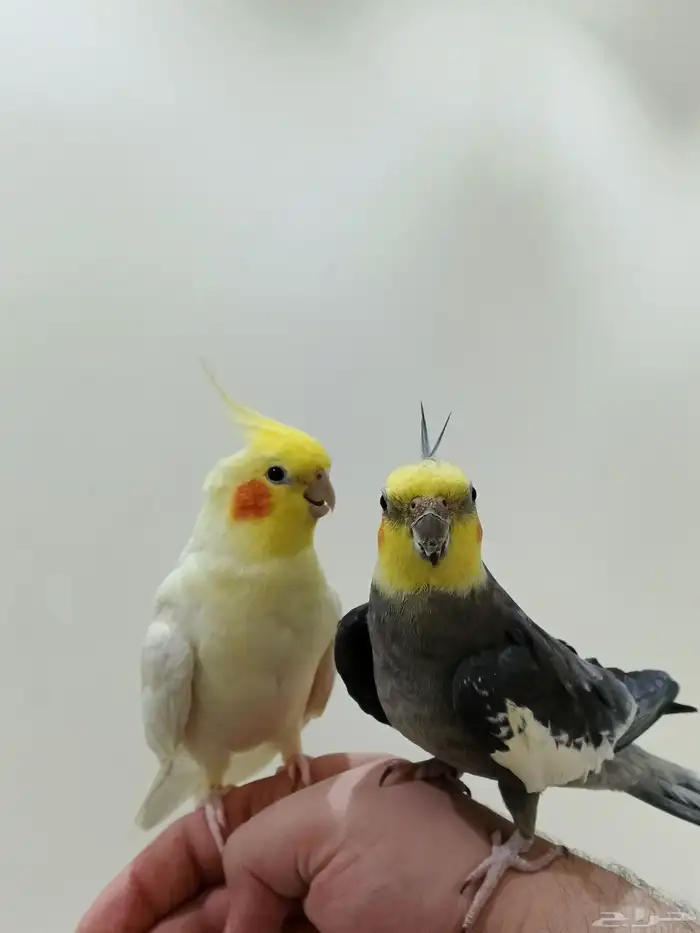 زوج كروان أليف وتغني 0