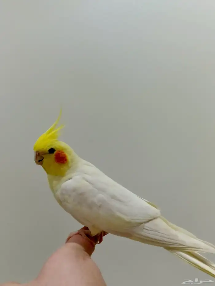 زوج كروان أليف وتغني 2