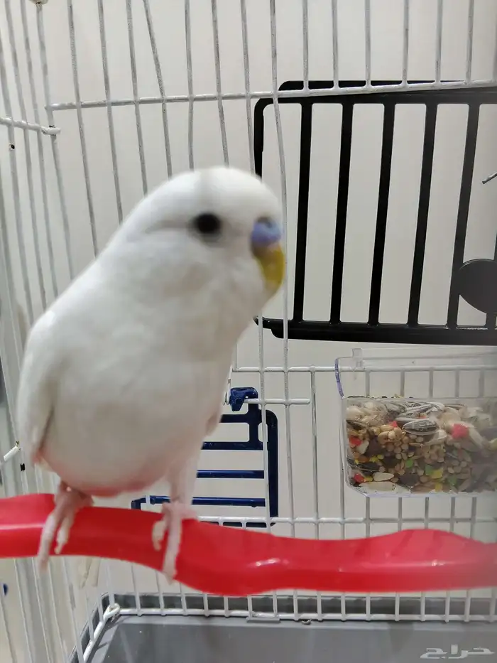 بادجي البينو بسعر رخيص 0