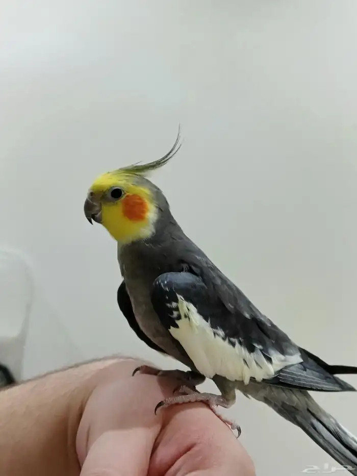 زوج كروان أليف وتغني 4