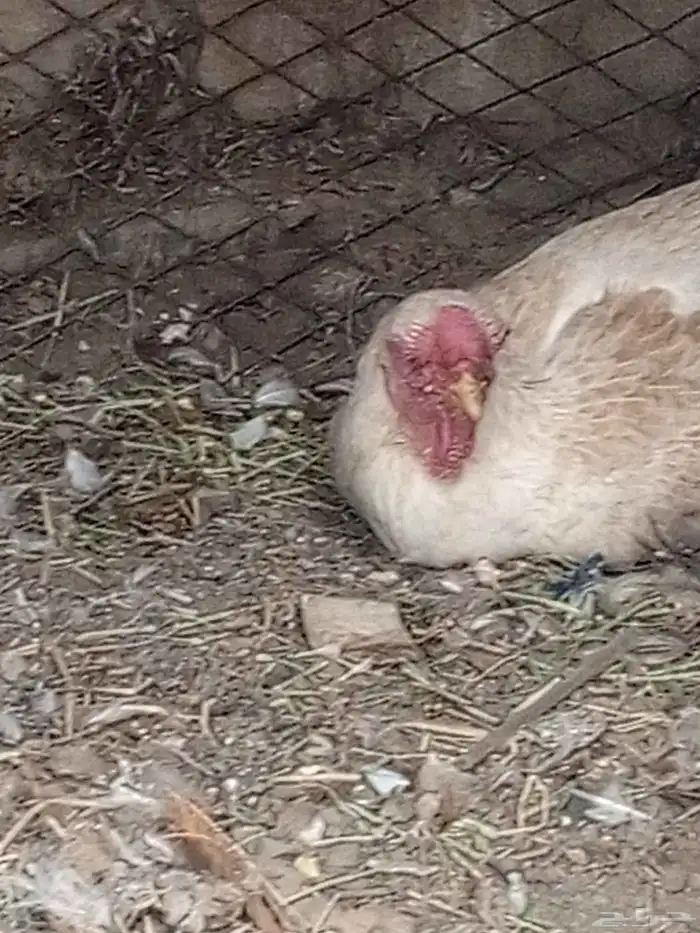 زوج دجاج فارسي 1