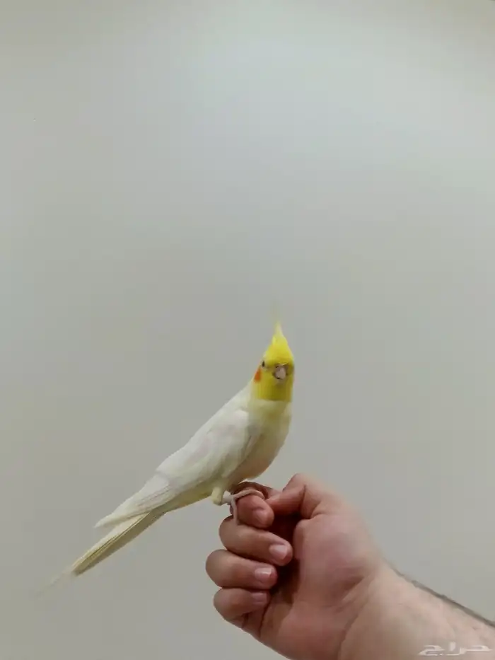 زوج كروان أليف وتغني 7