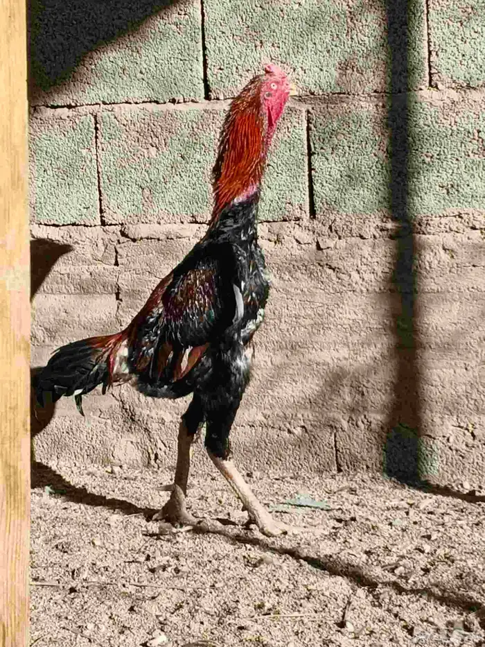 ديك شامو ياباني 1