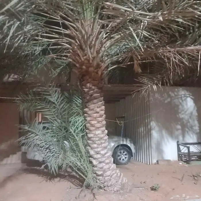 نخل 2هلالي و3 حبات خلاص النخل طيب 3