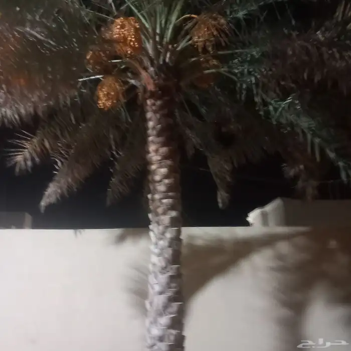 نخل 2هلالي و3 حبات خلاص النخل طيب 2