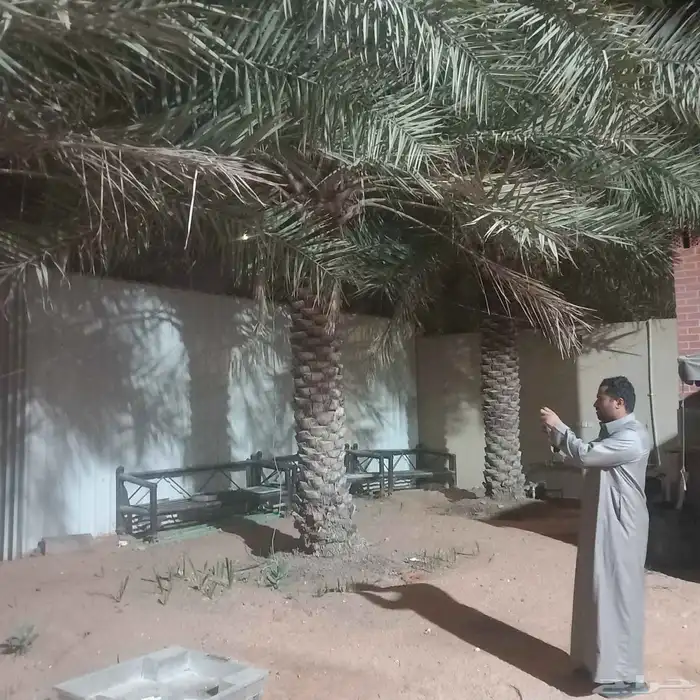 نخل 2هلالي و3 حبات خلاص النخل طيب 4