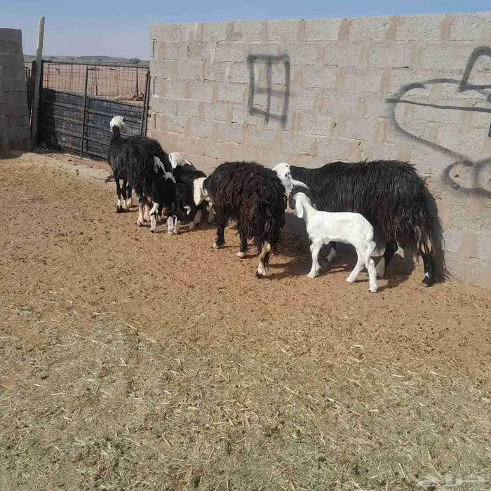 غنم نجد ولد 2
