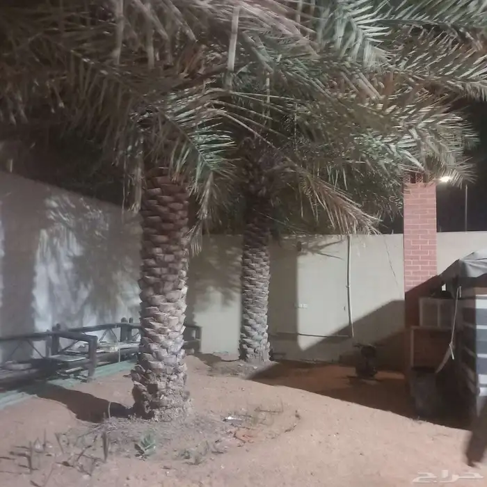 نخل 2هلالي و3 حبات خلاص النخل طيب 0