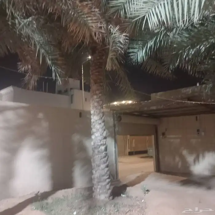 نخل 2هلالي و3 حبات خلاص النخل طيب 1