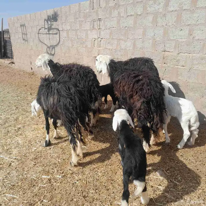 غنم نجد ولد 4