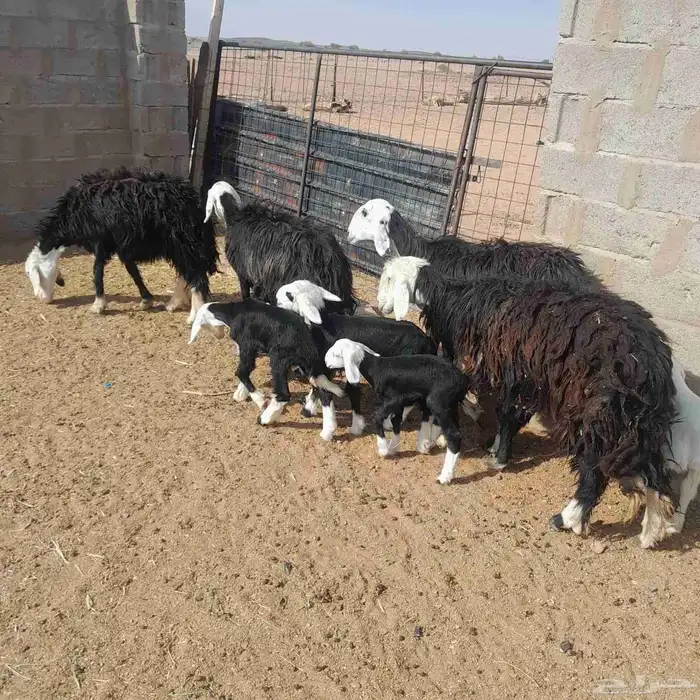 غنم نجد ولد 1