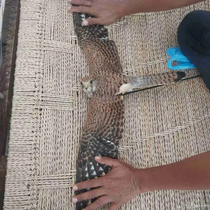 طار جارح للبيع مافي توصيل الموقع جازان 2