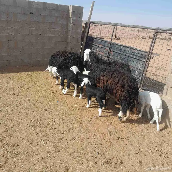 غنم نجد ولد 0