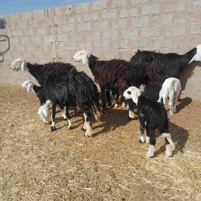 غنم نجد ولد 3