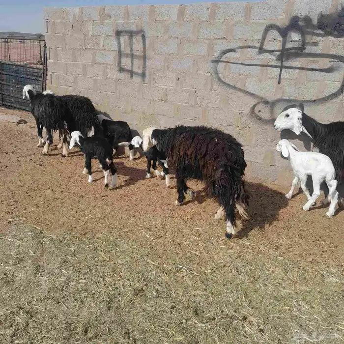 غنم نجد ولد 5