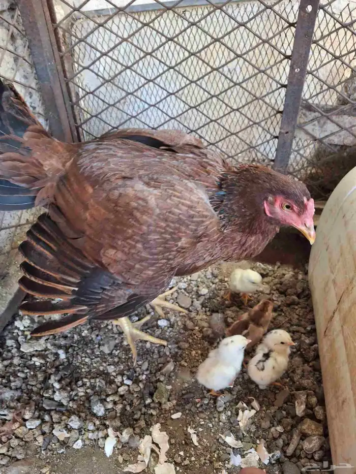 دجاجه باكستاني 0