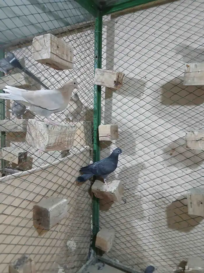 قطايف طبات للبيع 2