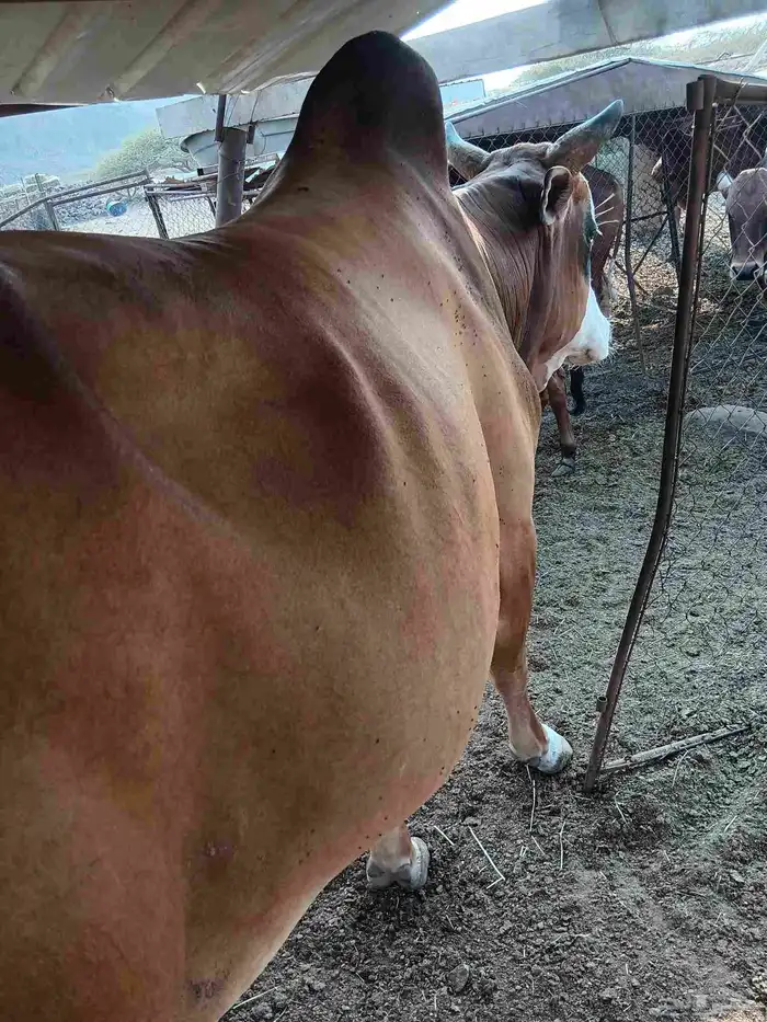 ثور توه جامع جرم 0