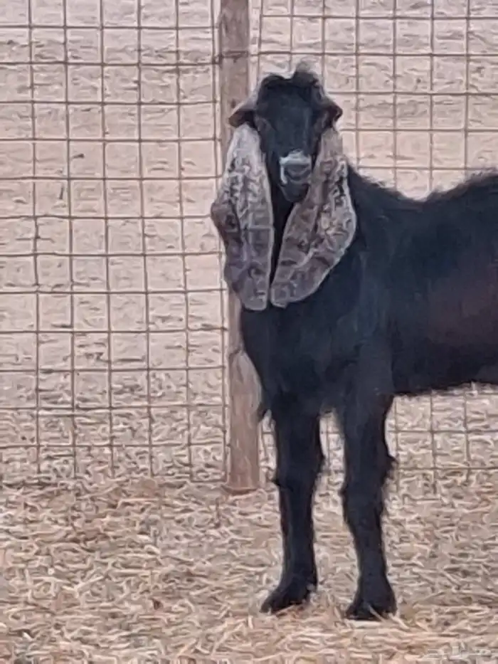 تيس فحل عارضي ثني صنف الصنف جرم ومد وأذن ماشاءالله 8