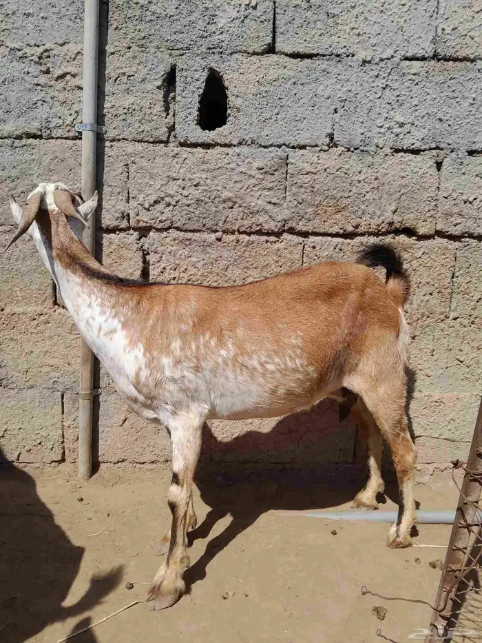 للبيع ثنتين ماعز 1